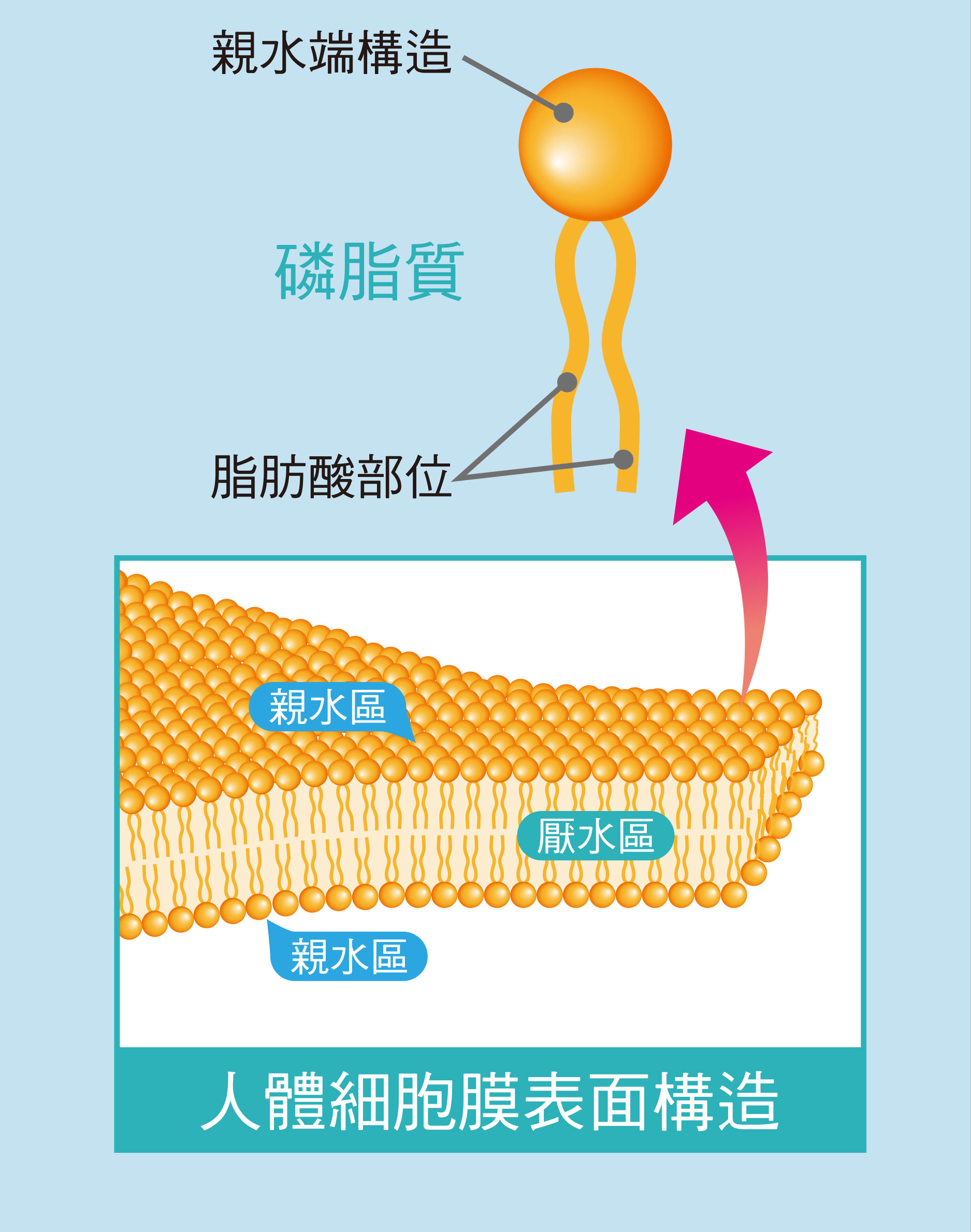 親水端構造 磷脂質 脂肪酸部位 親水區 厭水區 人體細胞膜表面構造